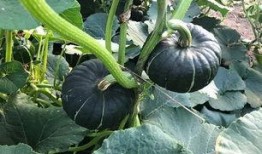 今日吃瓜 网红吃瓜,今日热门话题大揭秘